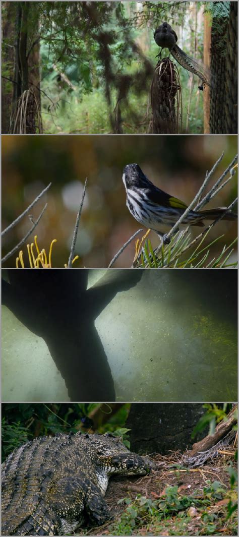 earthsounds torrent|Earthsounds.S01E01.DOC.MULTI.2160p.WEB.H265.